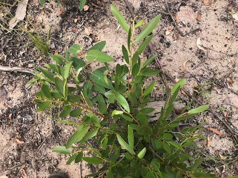 Image of Acacia complanata A. Cunn. ex Benth.