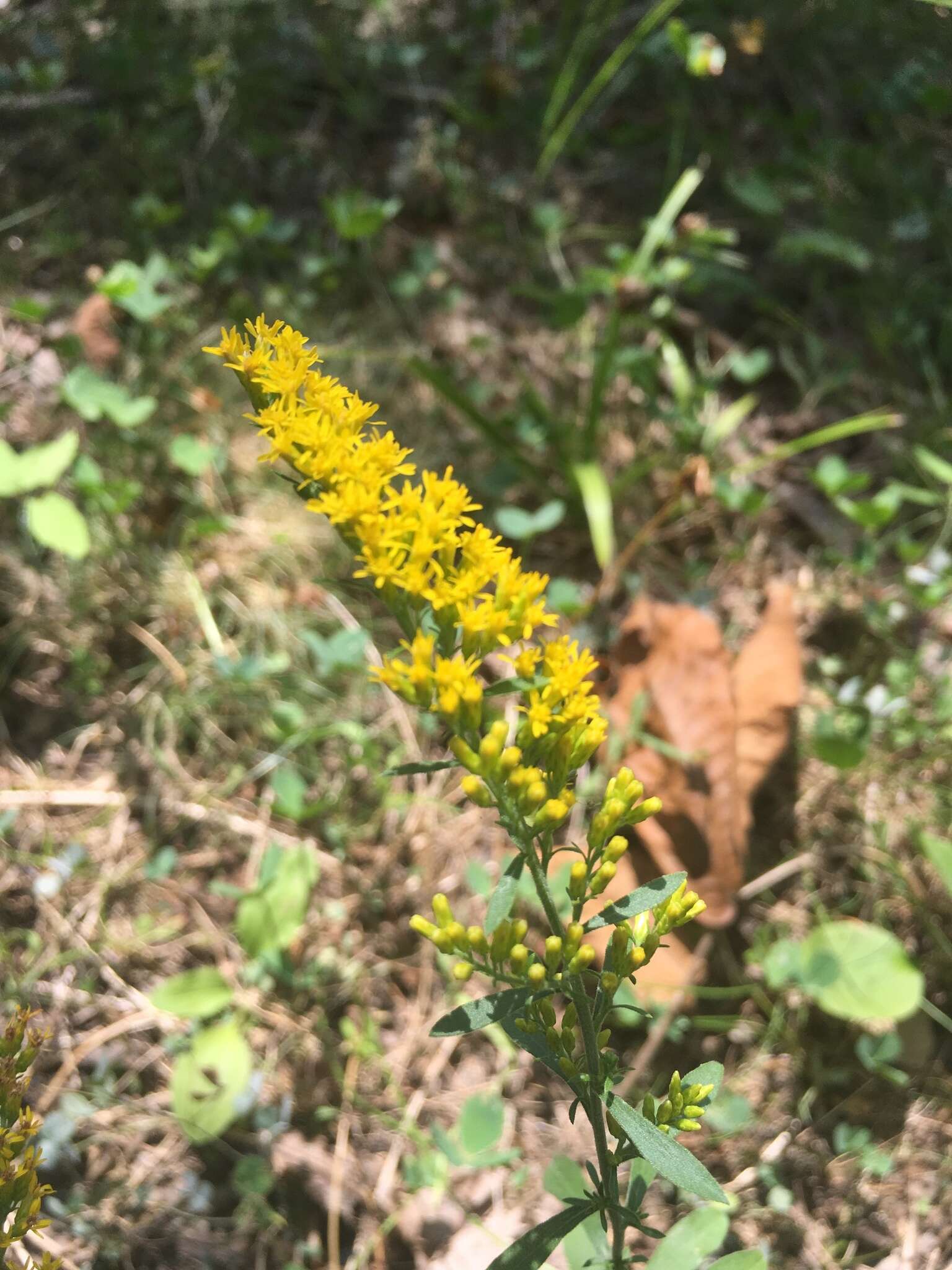 Image of Canada goldenrod