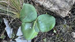 Imagem de Haemanthus humilis Jacq.