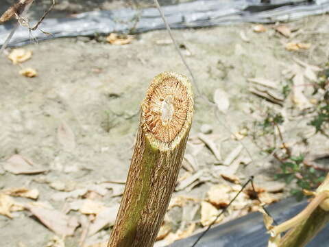 Imagem de Fusarium oxysporum Schltdl. 1824