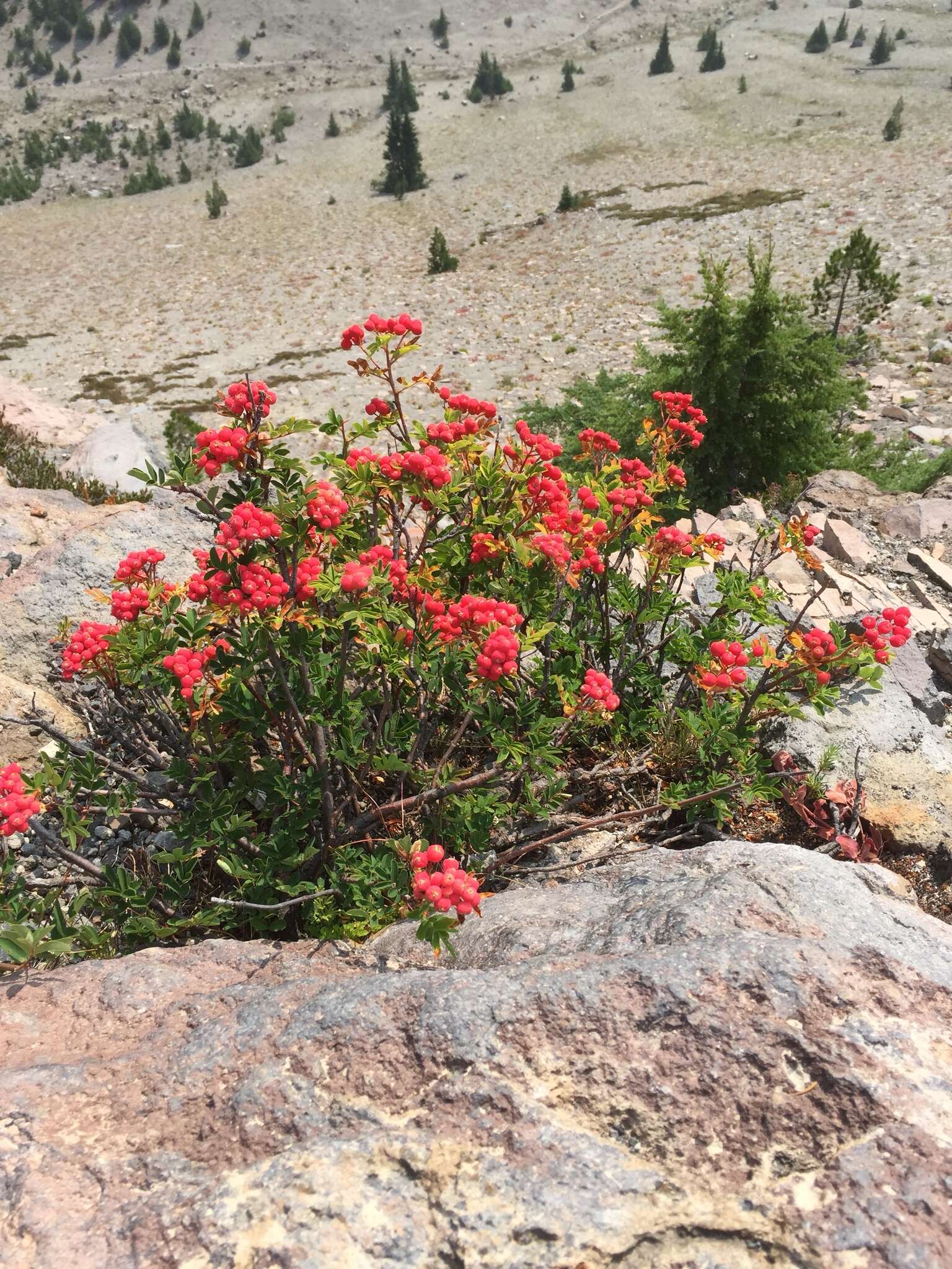 Image of Western Rowan