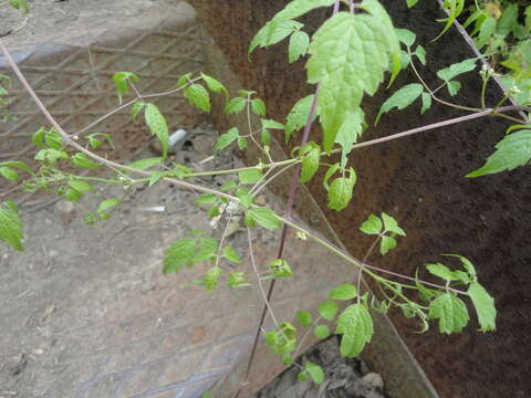 Image of Clematis brevicaudata DC.