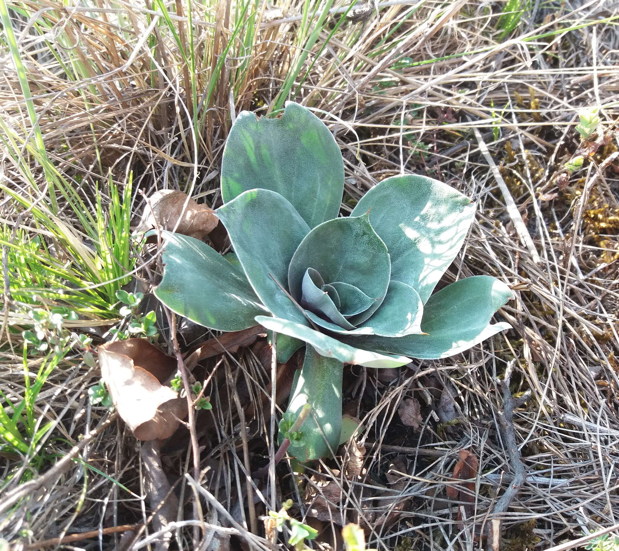 Image of Goniolimon speciosum (L.) Boiss.