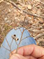 Imagem de Eucalyptus acmenoides Schauer