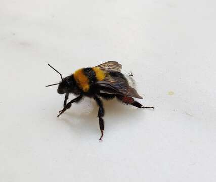 Слика од Bombus argillaceus (Scopoli 1763)