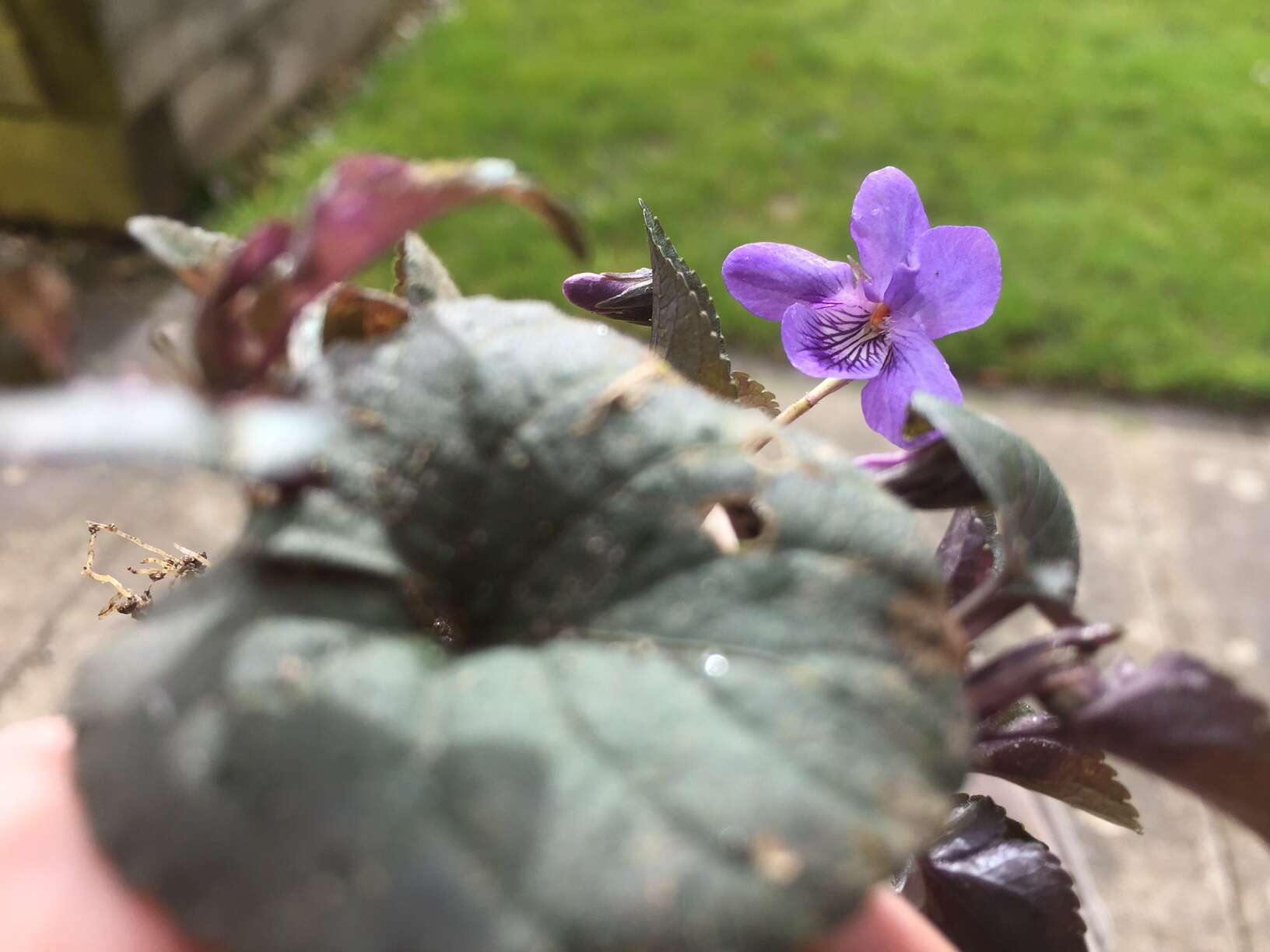 Image of common dog-violet