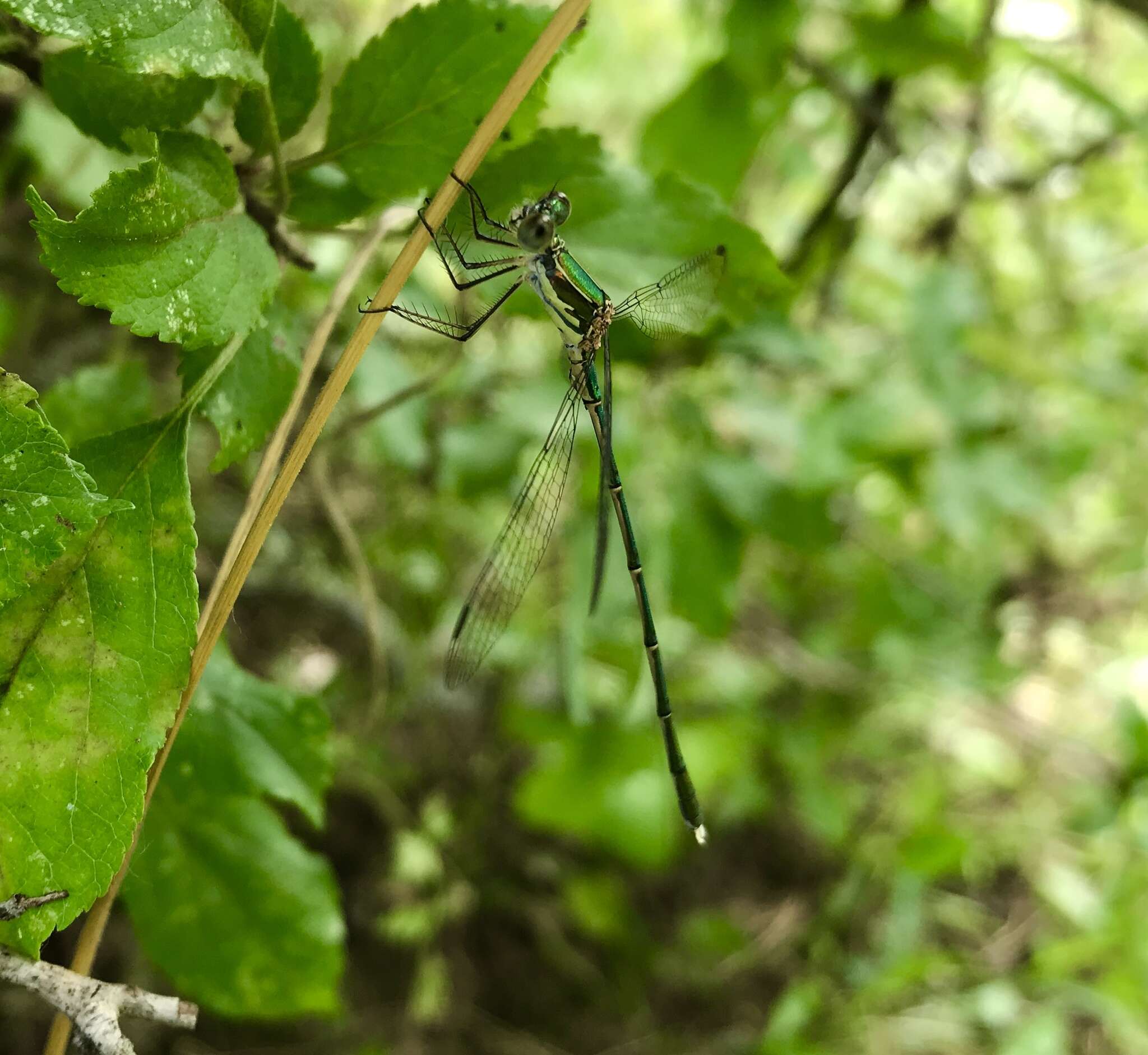 Image of Eastern Willow Spreadwing