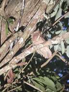 Image of Philippine Frogmouth