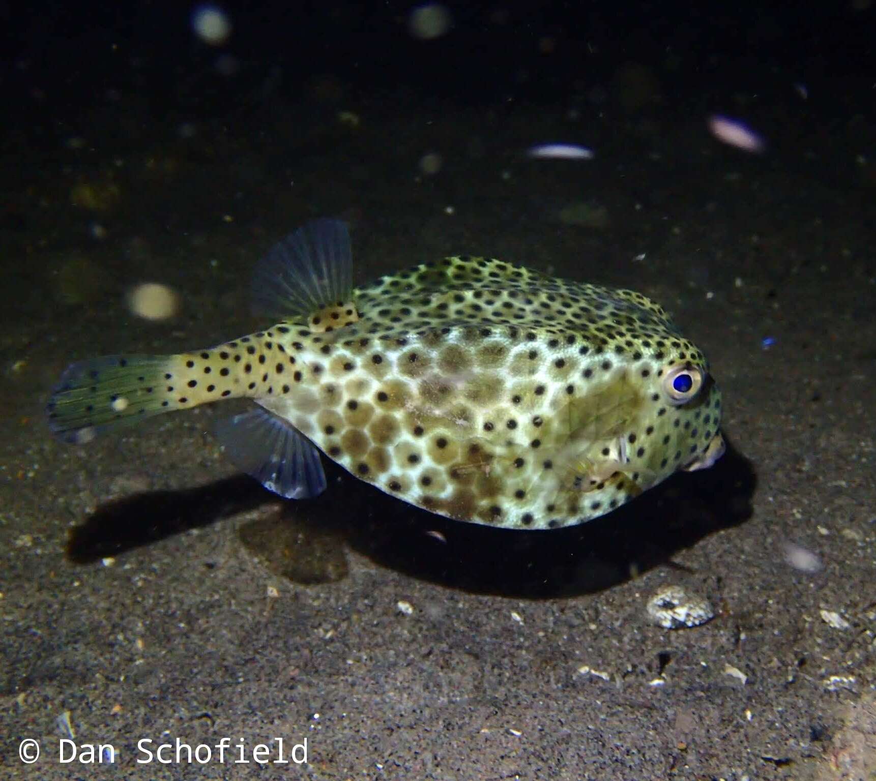 Image of Horn-nosed boxfish