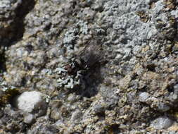 Image of Anthomyia oculifera Bigot 1885