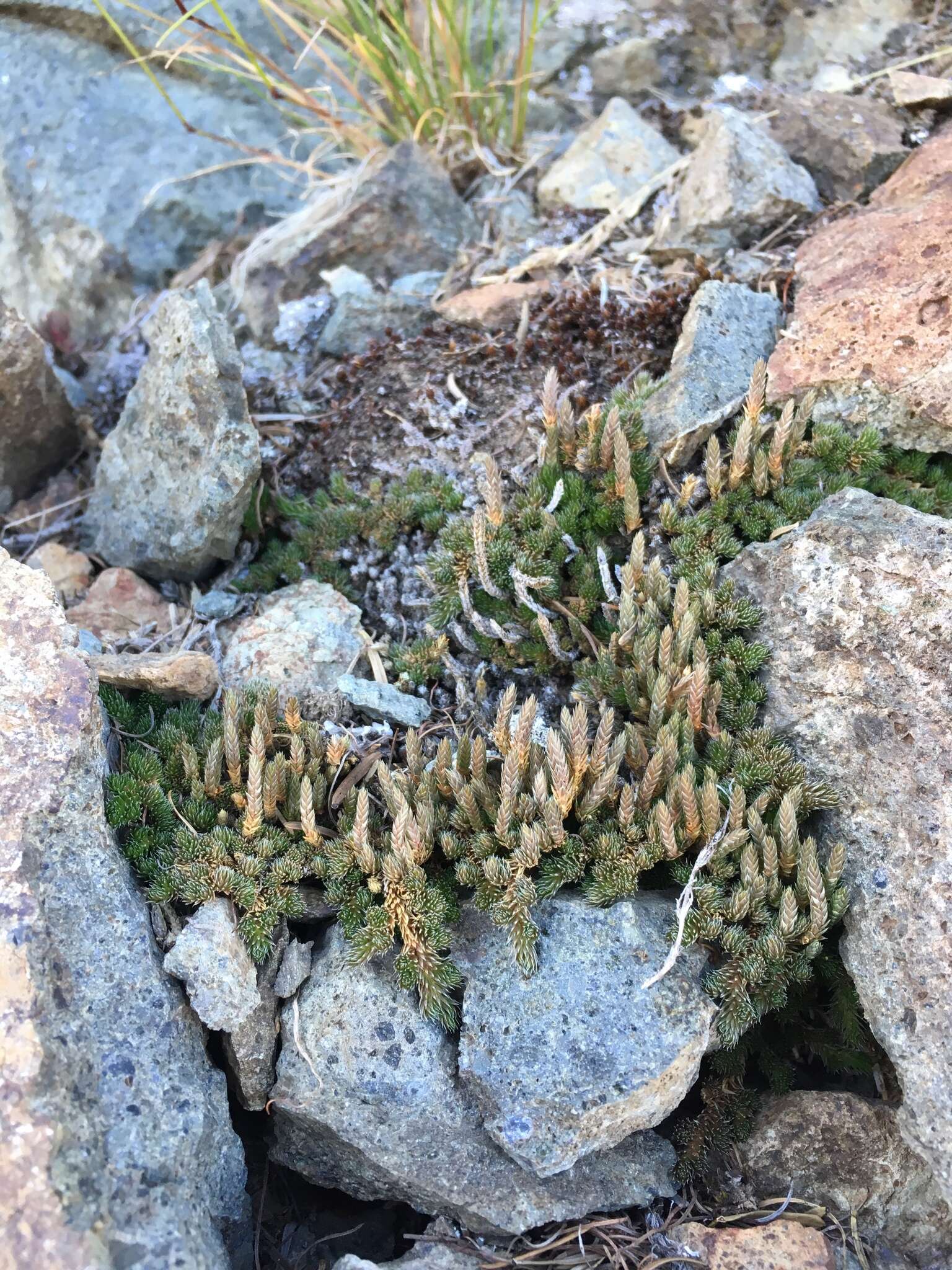 Selaginella densa var. scopulorum (Maxon) R. Tryon resmi