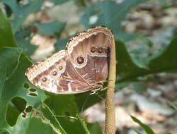 Morpho helenor Cramer 1782的圖片