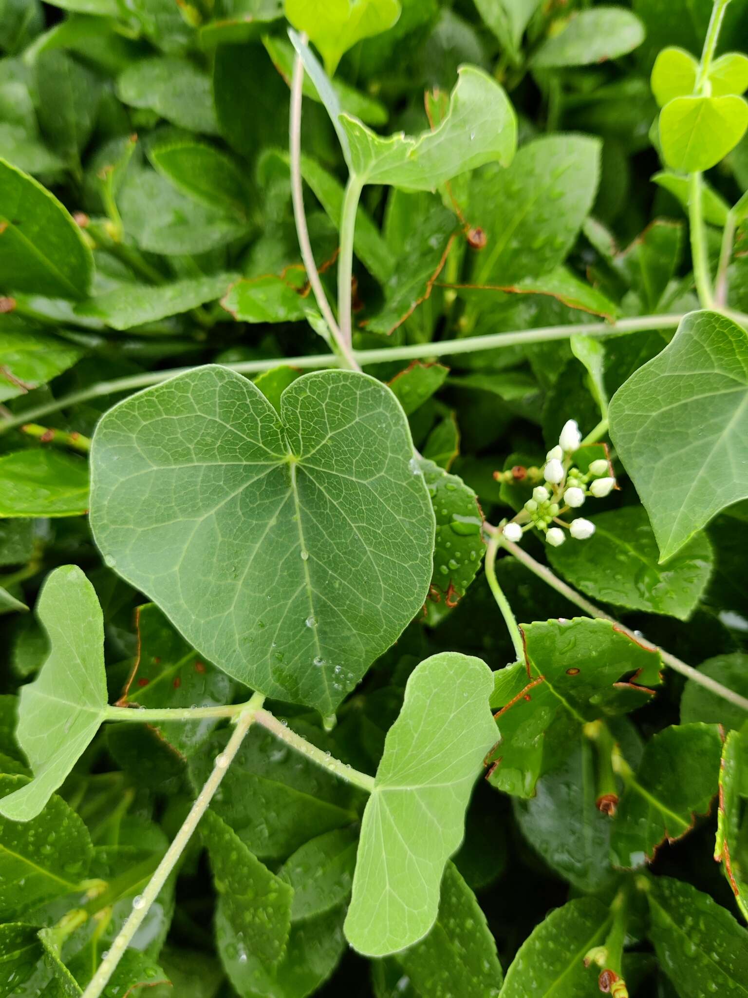 Image of Vincetoxicum pubescens (Bunge) Kuntze