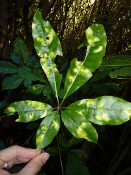 Image of Schefflera digitata J. R. Forst. & G. Forst.