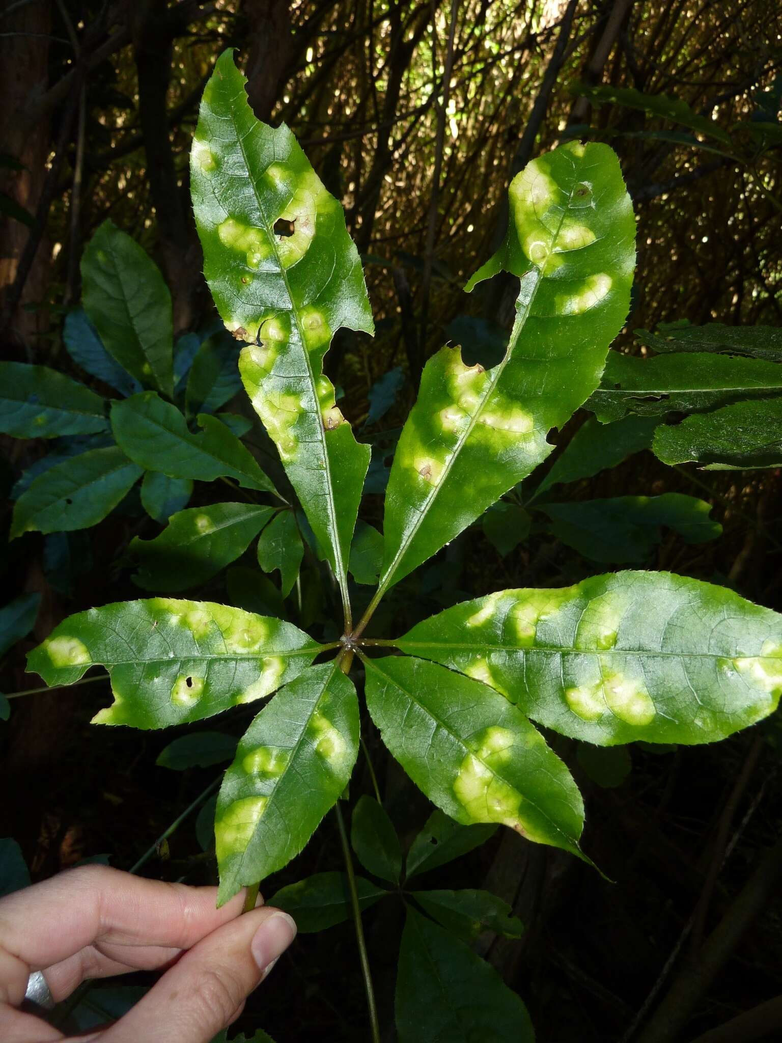 Imagem de Schefflera digitata J. R. Forst. & G. Forst.