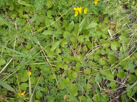 Image of Centella uniflora (Col.) Nannf.