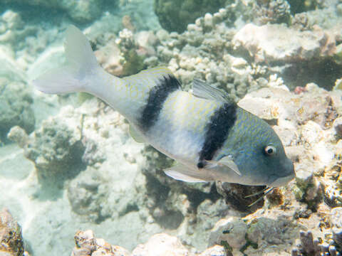 Image of Doublebar goatfish