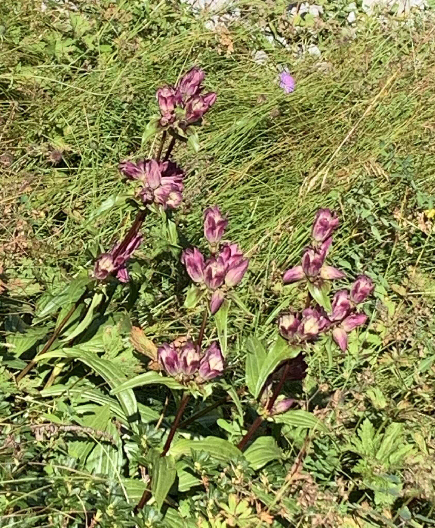 Image of Gentiana pannonica Scop.