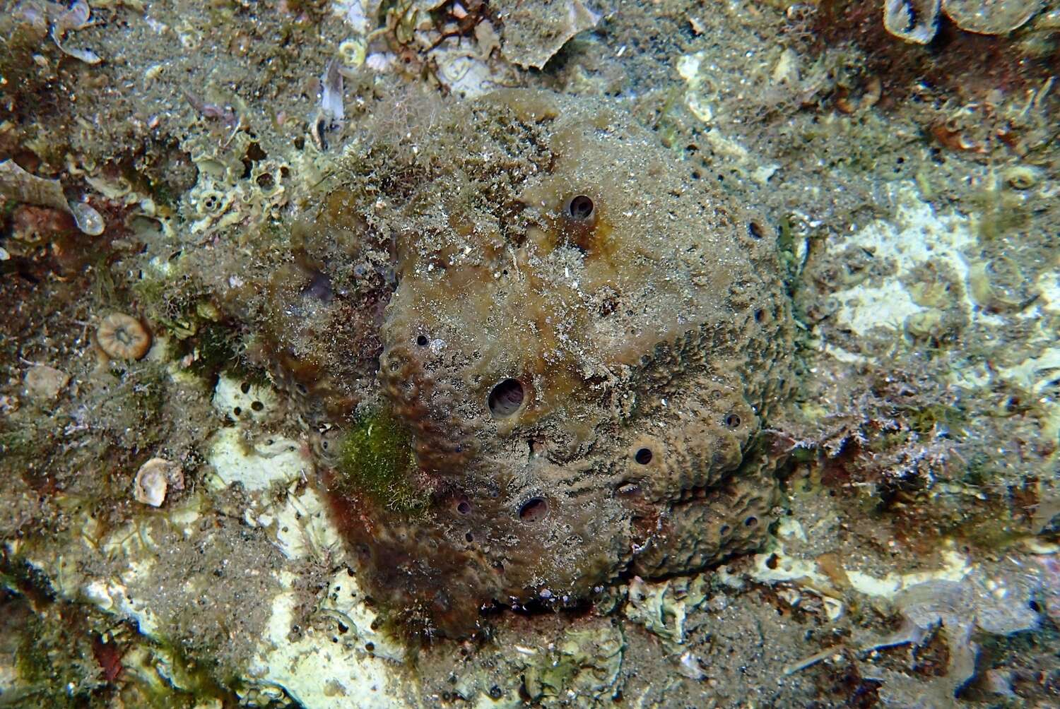 Image of stinker sponge