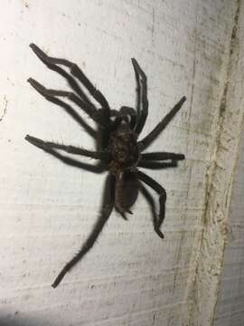 Image of Costa Rican Bluefront Tarantula