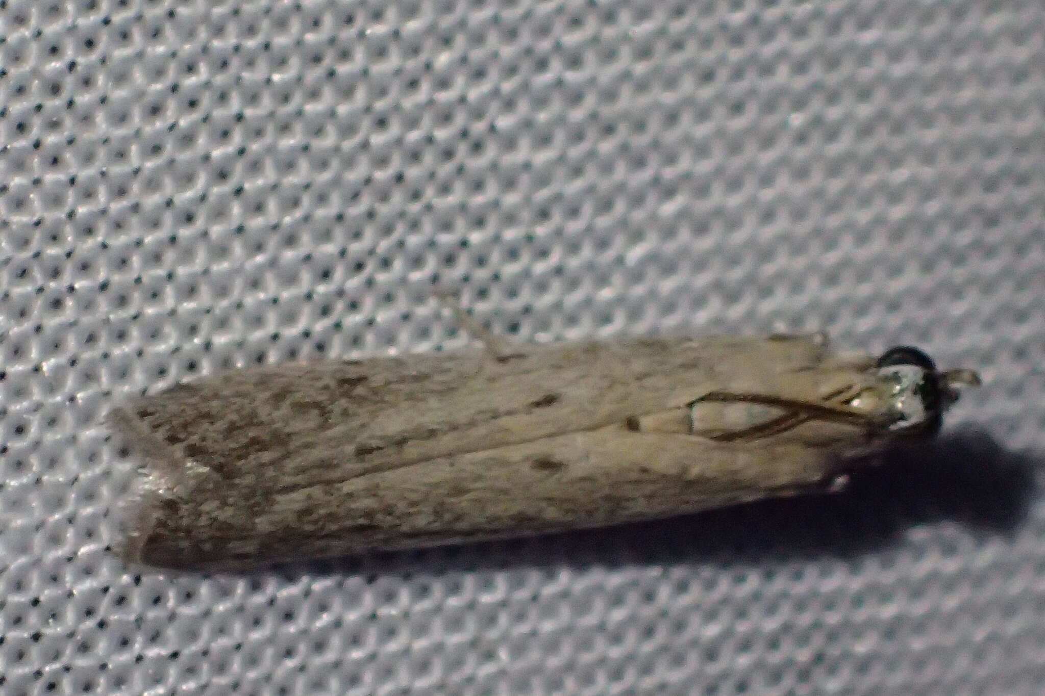 Image of Sunflower moth