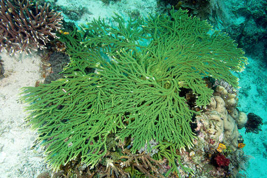 Image of Acropora plumosa Wallace & Wolstenholme 1998