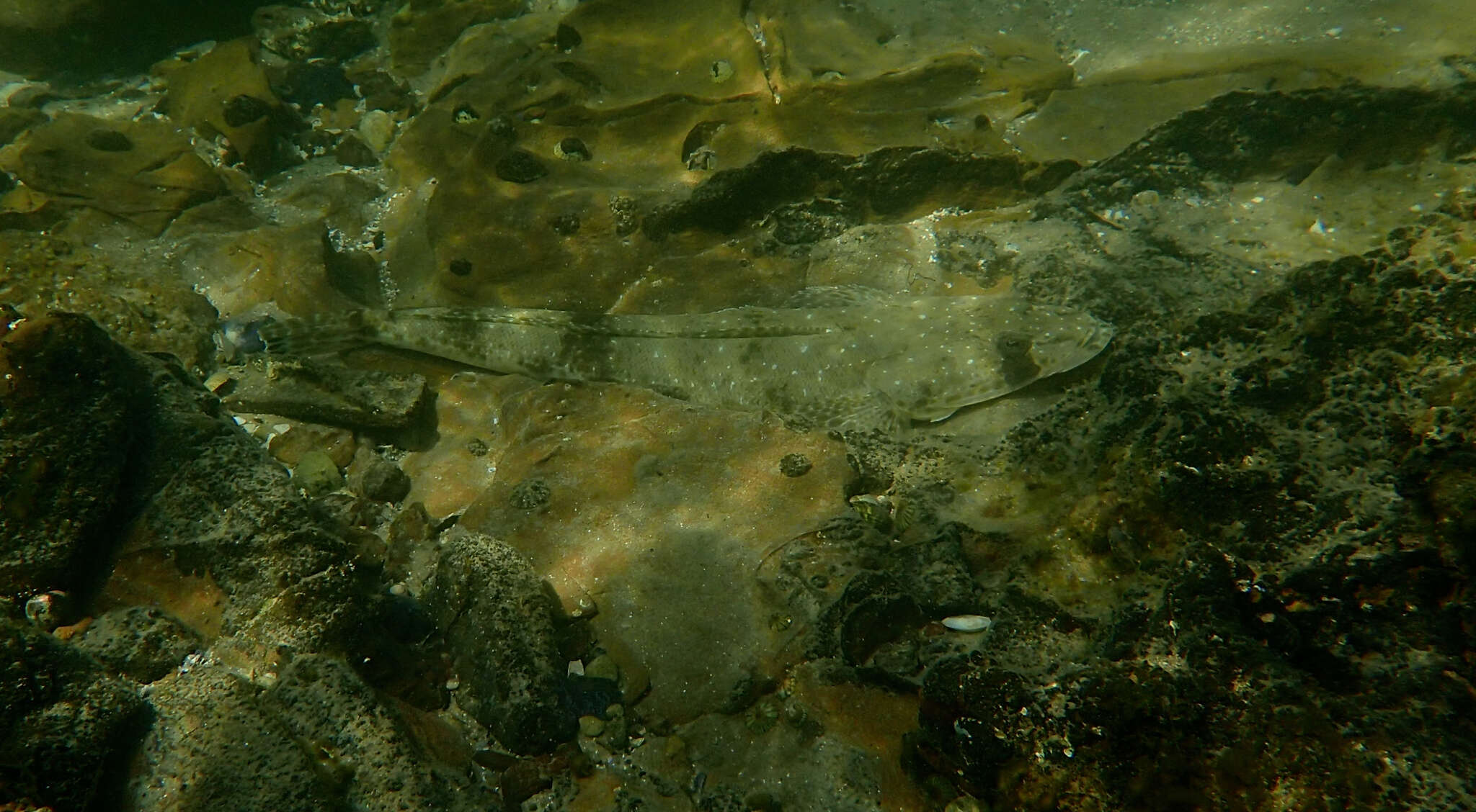 Image of Bluespot flathead