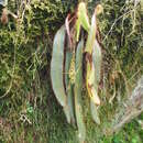 Image of Elaphoglossum costaricense H. Christ
