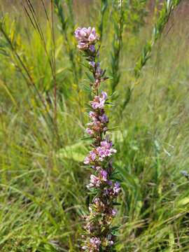 Image de Lespedeza virginica (L.) Britton