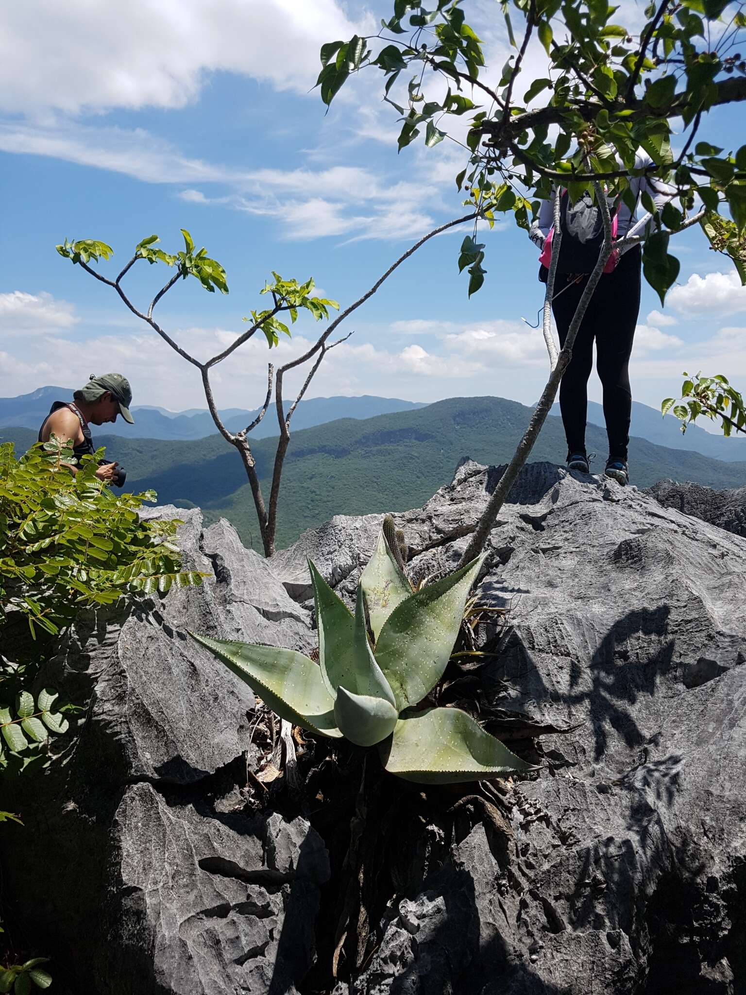 Image of Silvery agave