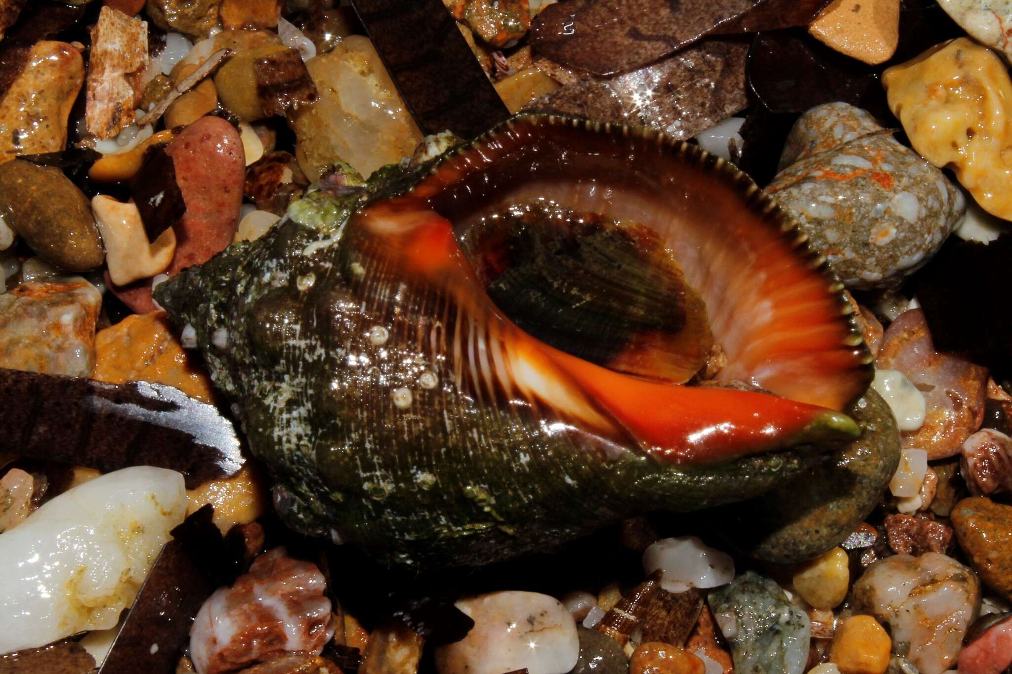 Image of Florida Rock Shell