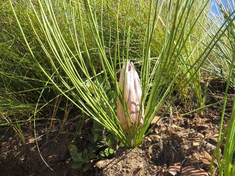 Image of Protea lorea R. Br.