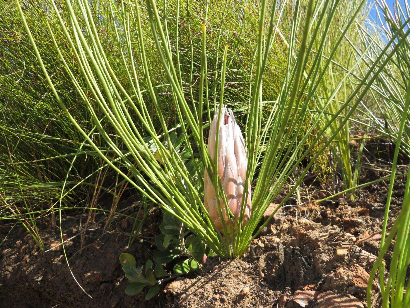 Plancia ëd Protea lorea R. Br.