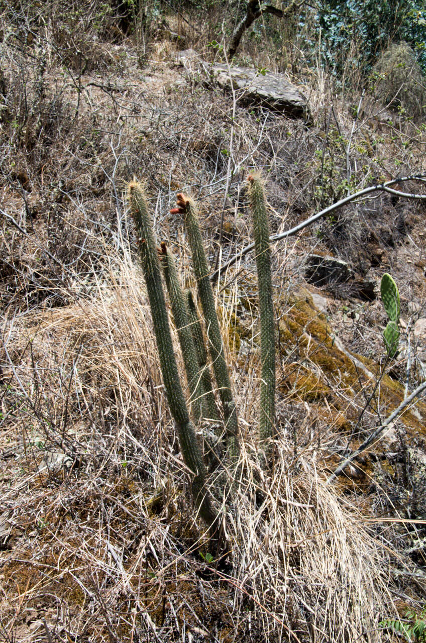 صورة Cleistocactus buchtienii Backeb.