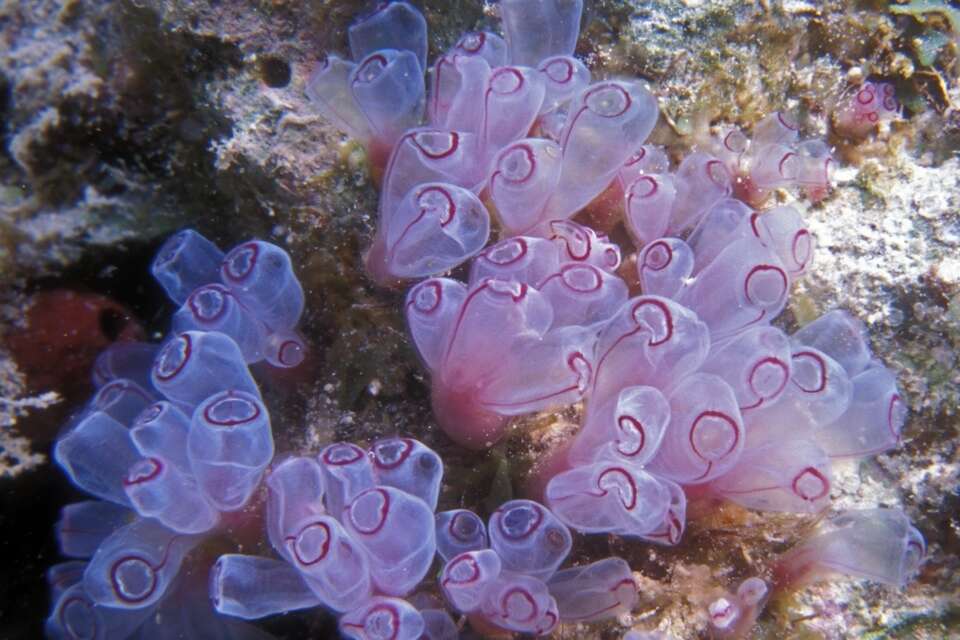 Image of painted tunicate