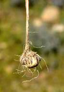 Image of Moraea vallisbelli (Goldblatt) Goldblatt