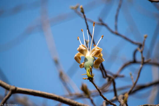 Image of Ceiba aesculifolia subsp. aesculifolia