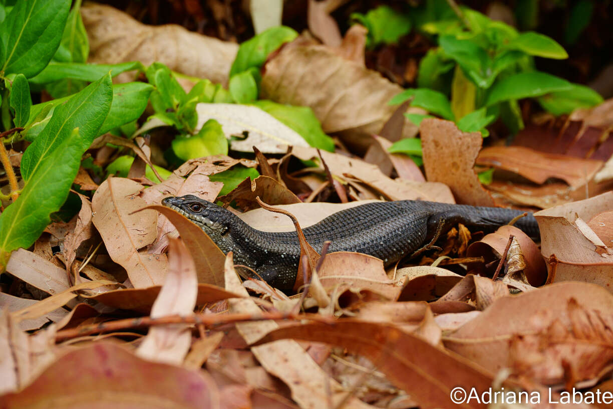 Plancia ëd Egernia napoleonis (Gray 1838)