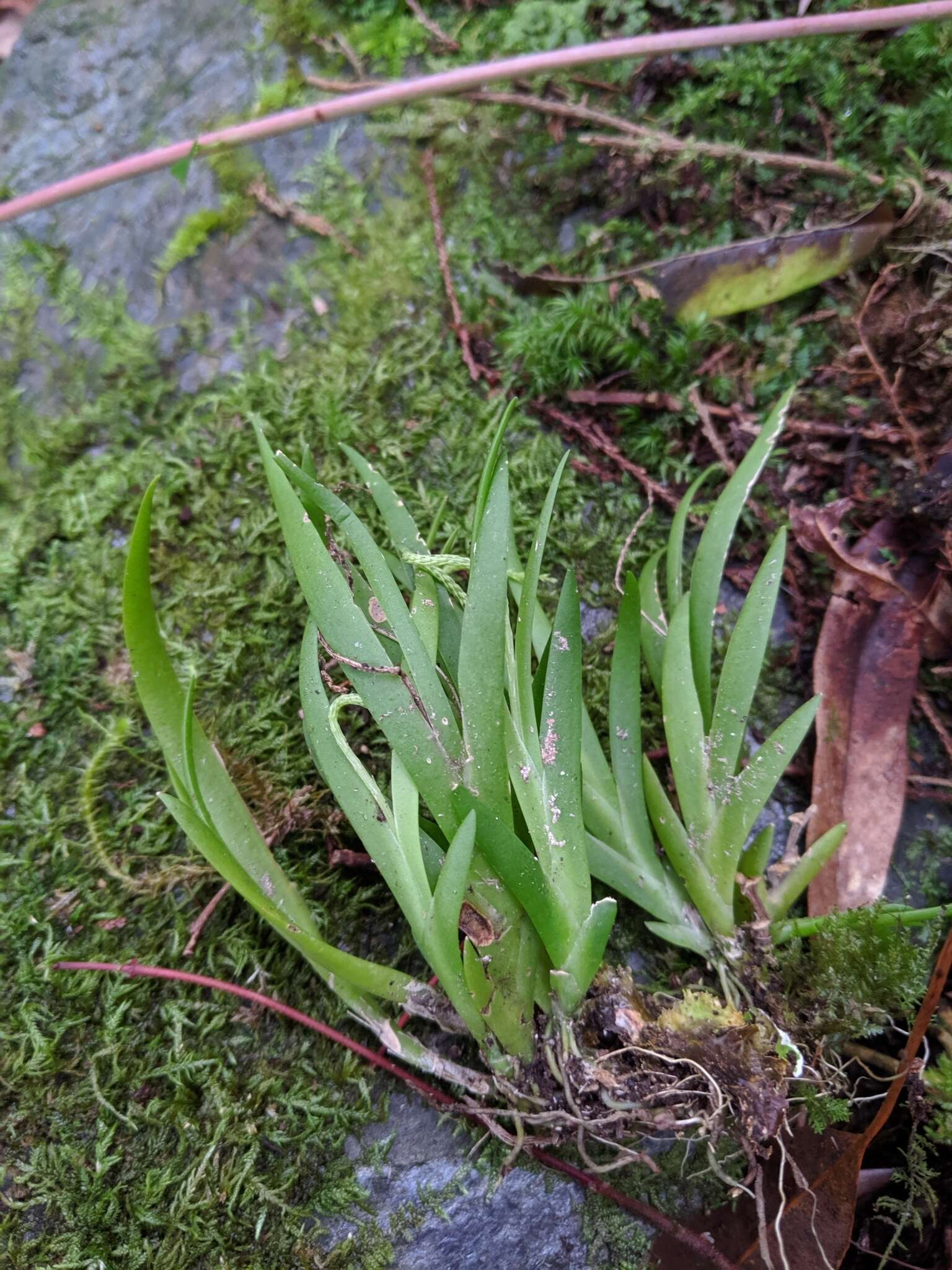 Image de Oberonia caulescens Lindl.