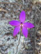 Image of Small waxlip orchid