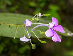 Impatiens acaulis Arn. resmi