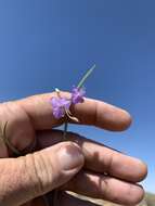 Image of Wright's Spiderwort