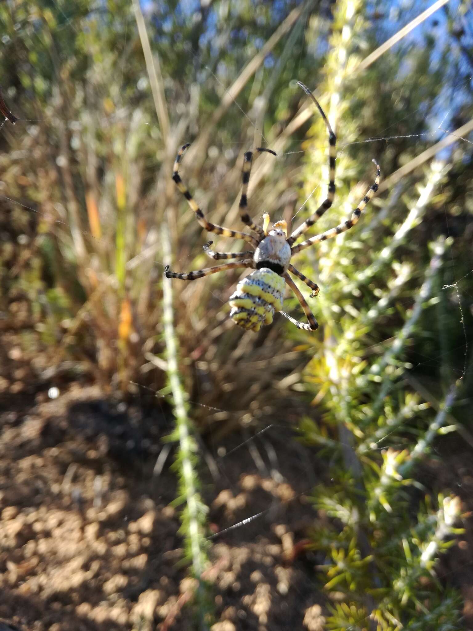 Image of Argiope australis (Walckenaer 1805)