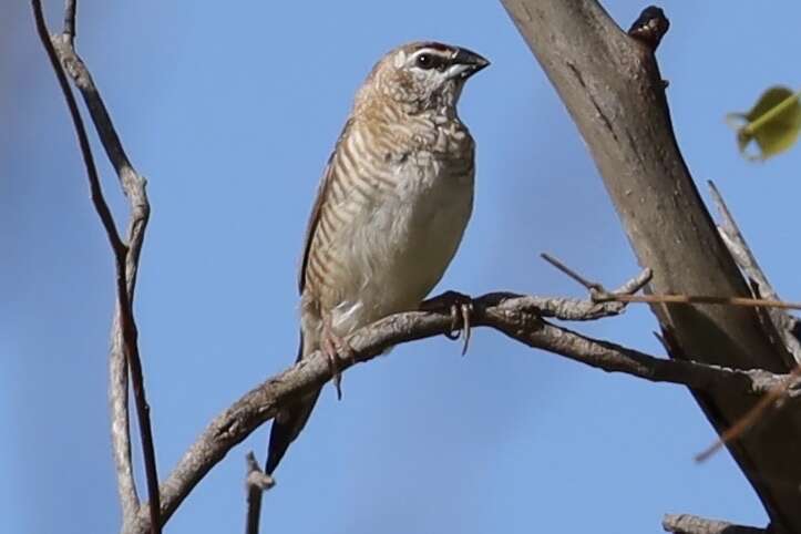 Image of Plum-headed Finch