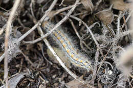 Image of Eilema palliatella (Scopoli 1763)