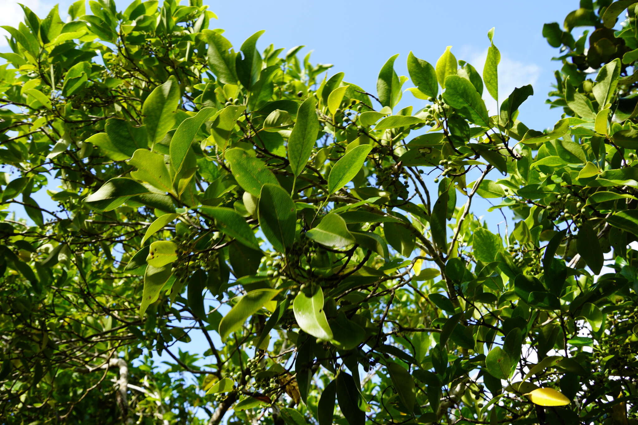 Coptosperma borbonicum (Hend. & Andr. Hend.) De Block resmi