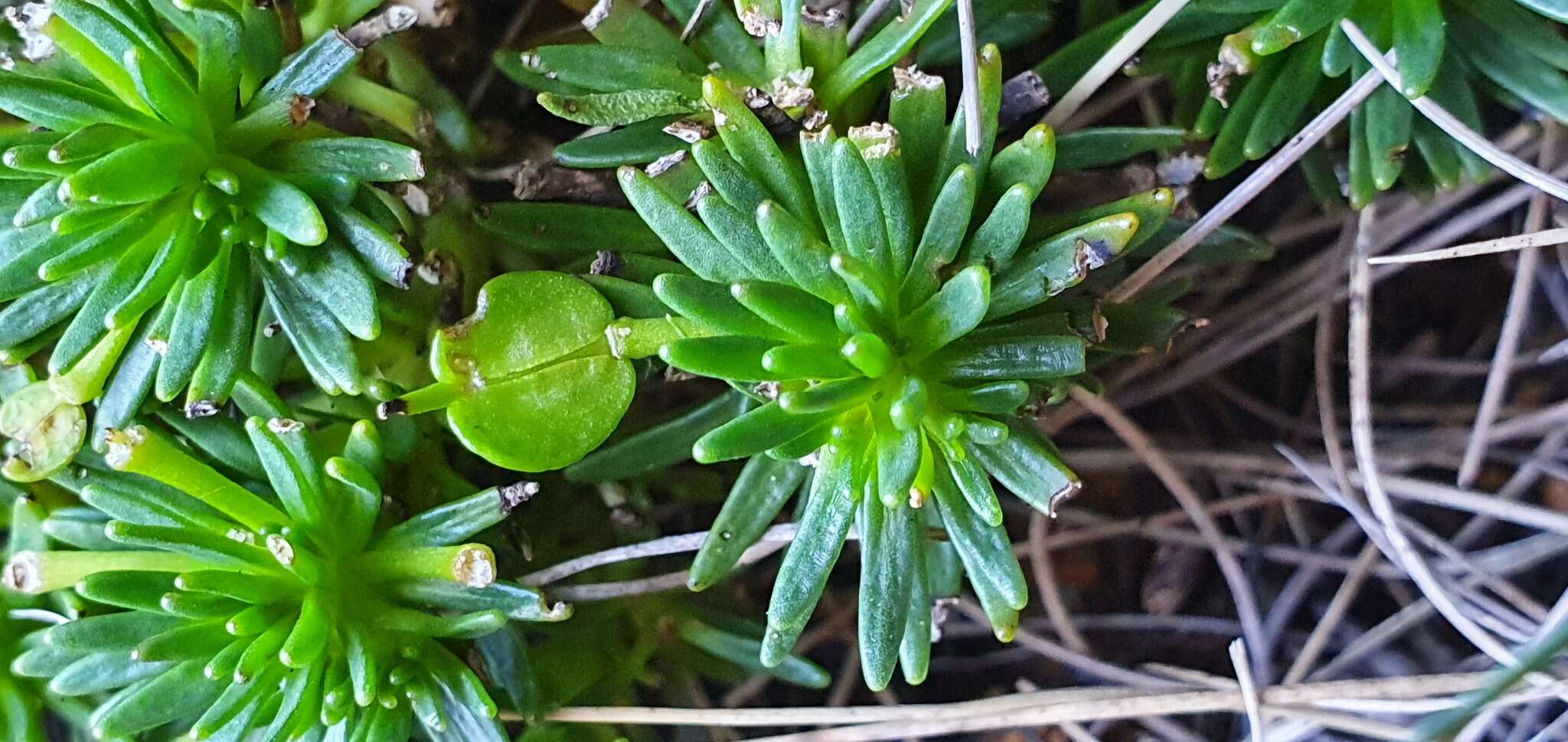 Image of Notothlaspi viretum