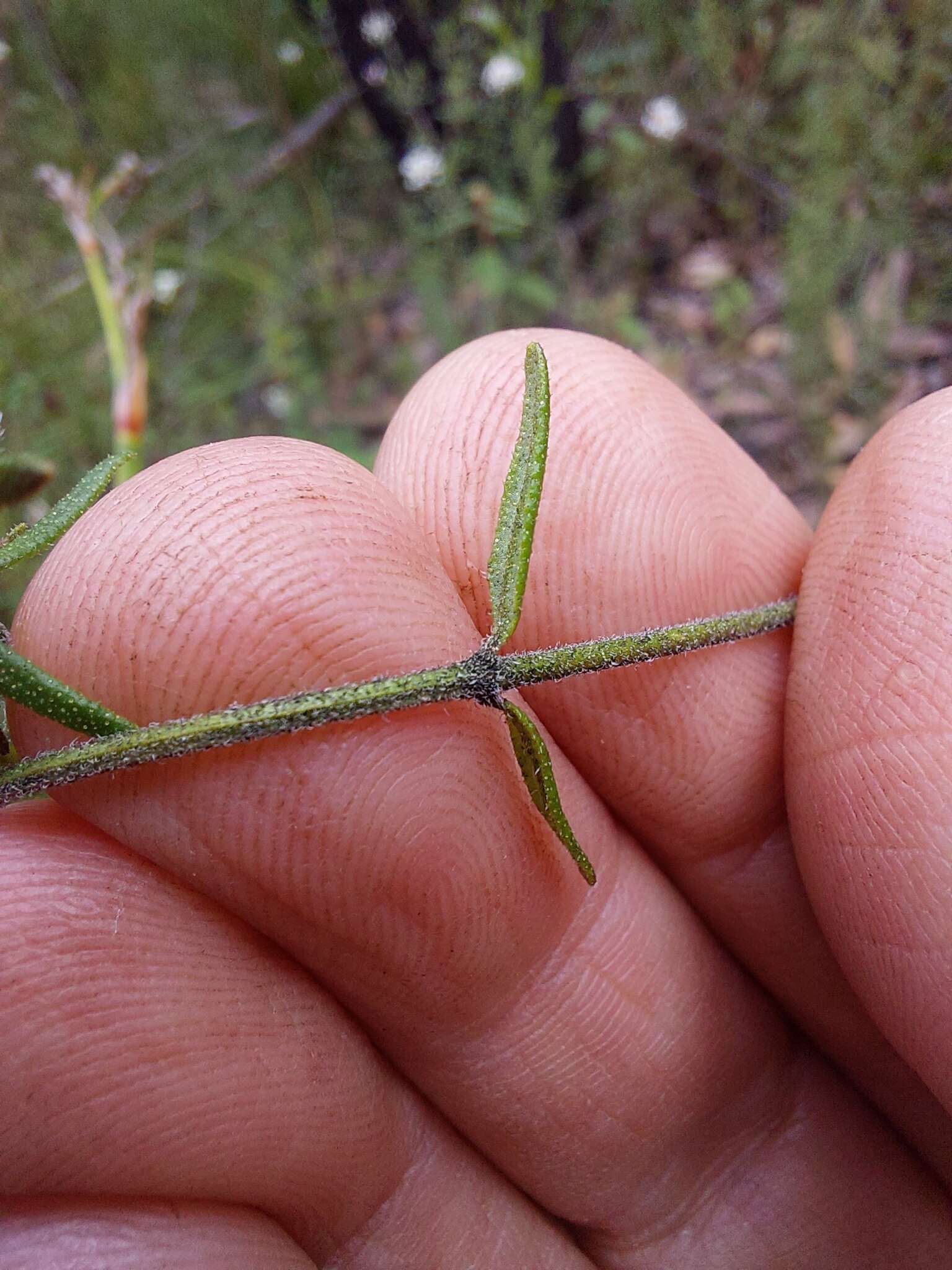 Image of Prostanthera howelliae Blakely