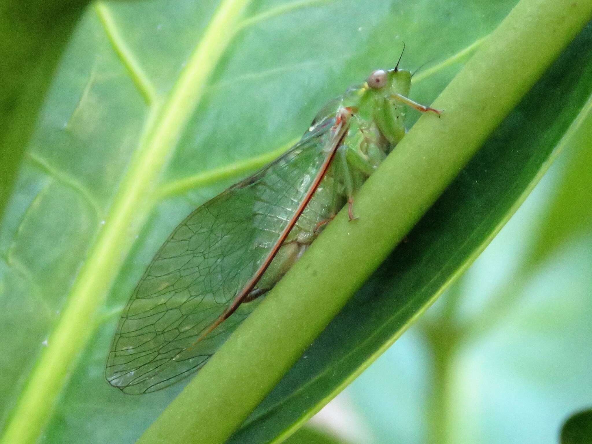 Sivun Chlorocysta vitripennis (Westwood 1851) kuva