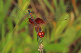 Image of Amanda's Pennant